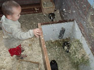 Zo, ik geef de cavia's nog wat extra hooi